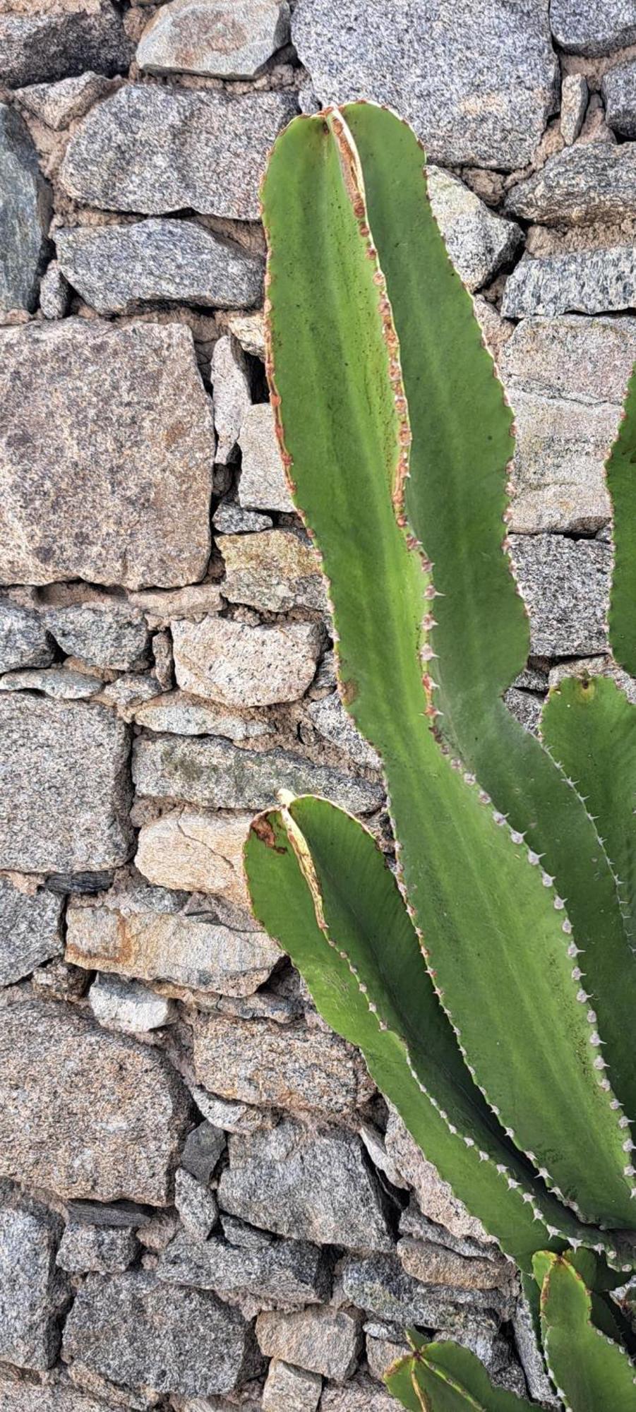 Anixi - Primavera Mykonos Орнос Экстерьер фото